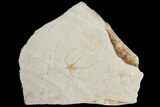 Pair of Cretaceous Brittle Star (Geocoma) Fossils - Lebanon #106207-1